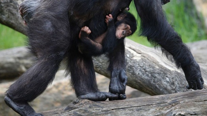 Rump recognition: Chimps remember butts same as faces